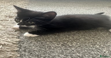 Mixed Breed cats - Advert 11