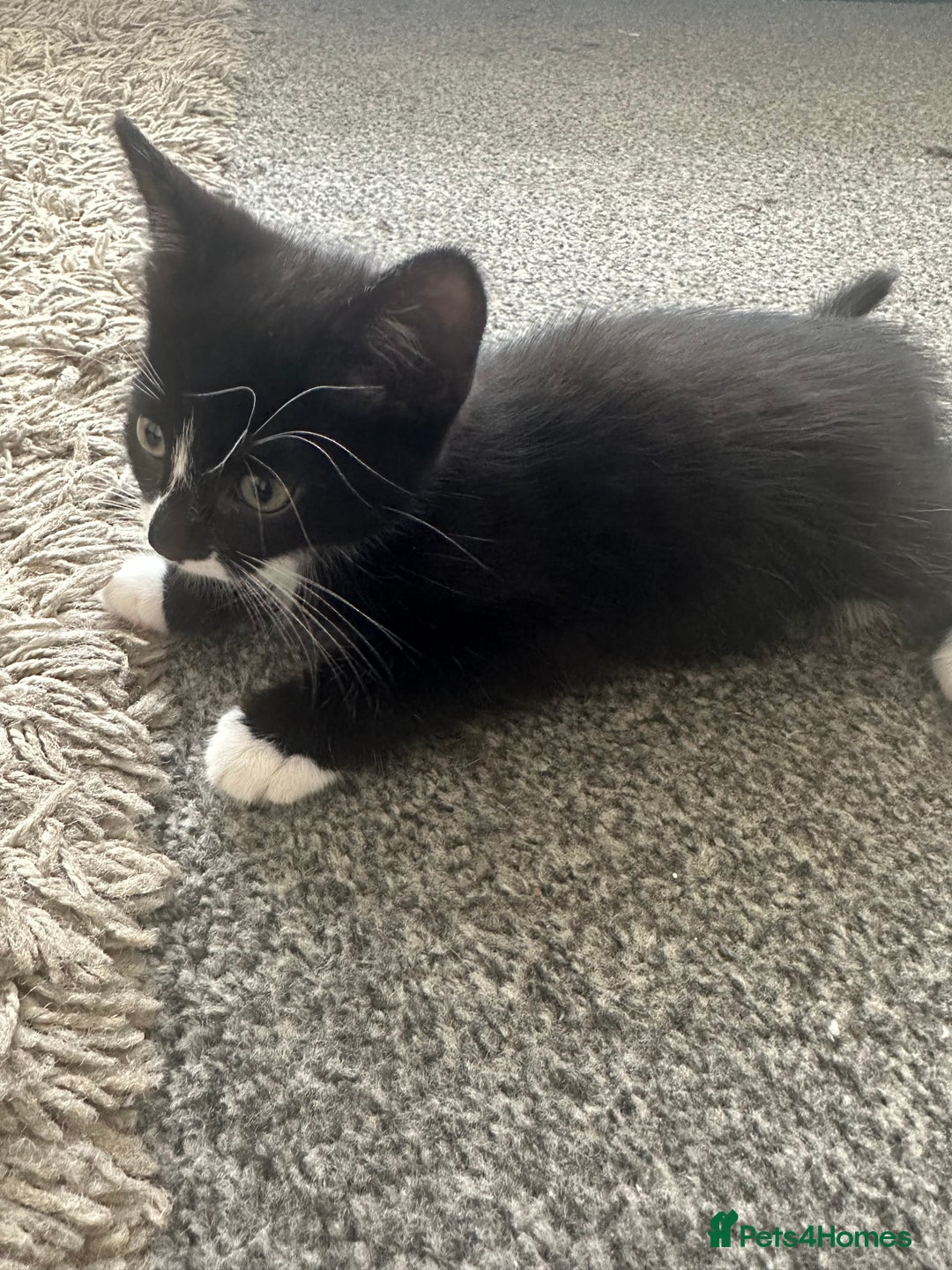Mixed Breed cats for sale: 6 kittens for sale - Image 4