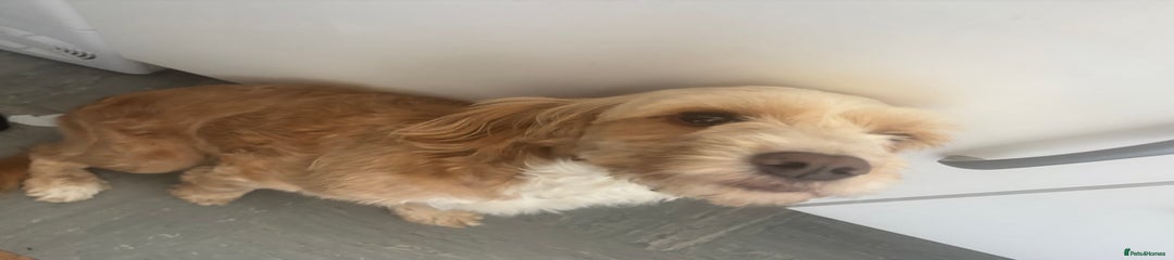 Skye