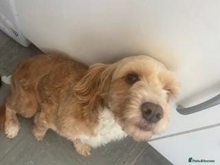 Cockapoo dogs - Advert 27