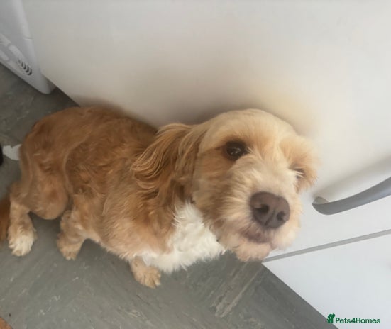 Cockapoo dogs - Advert 6