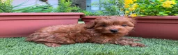 Cockapoo dogs for sale: Stunning F1B toy cockapoos - Advert 2