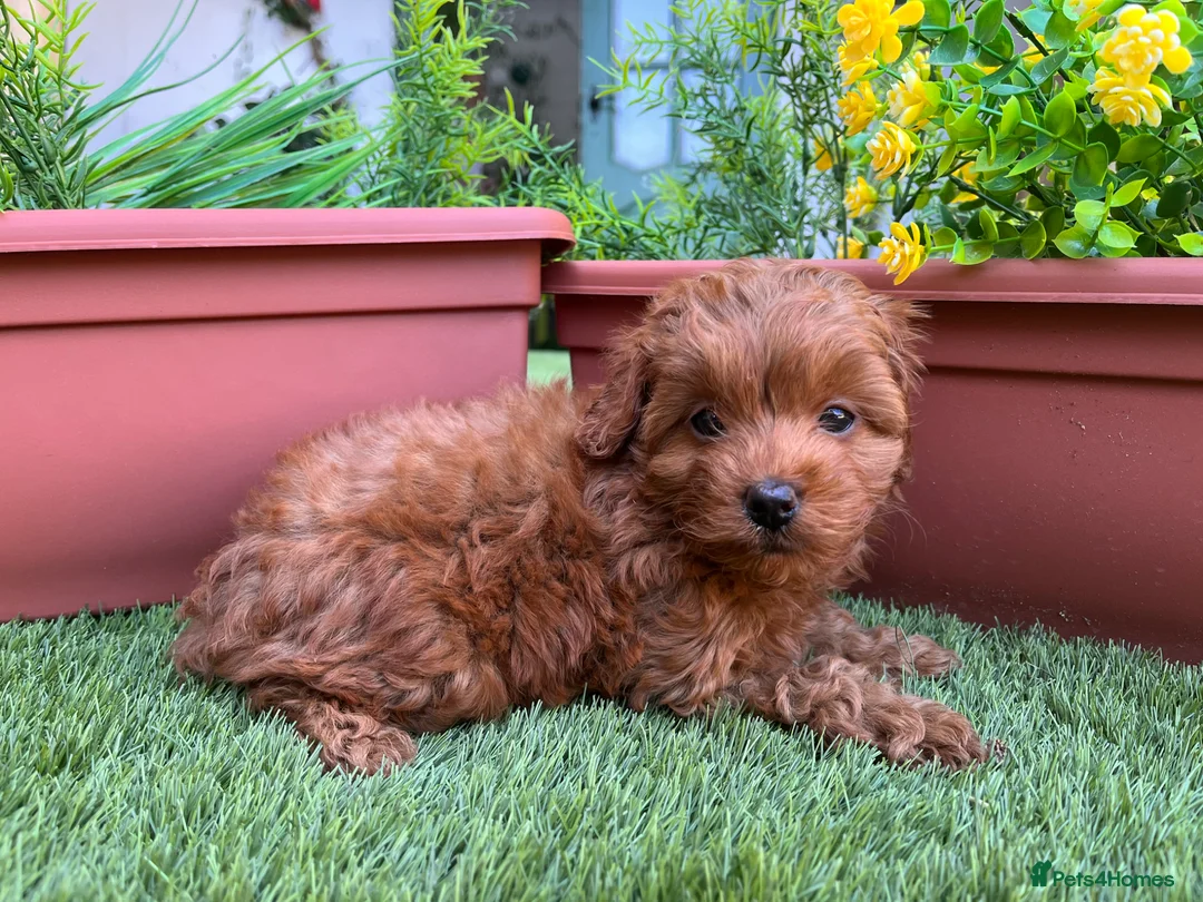 Cockapoo dogs for sale: Stunning F1B toy cockapoos - Advert 2