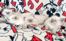 Ragdoll cats for sale: Ragdoll kittens Ready wednesday ❤️ - Image 14