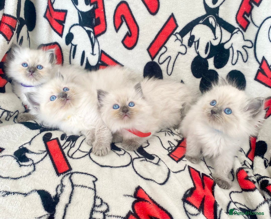 Ragdoll cats for sale: Ragdoll kittens Ready wednesday ❤️ - Image 14
