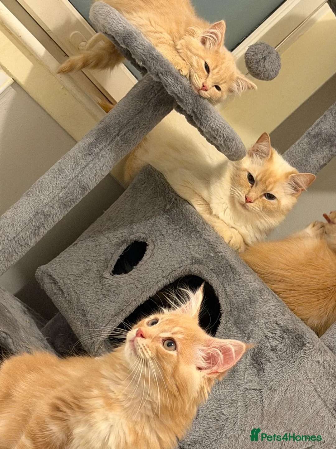Maine Coon cats for sale: Maine coon  in Hamilton - Advert 7