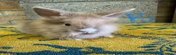 Lionhead rabbits for sale: Lionhead Rabbits For Sale  - Advert 9