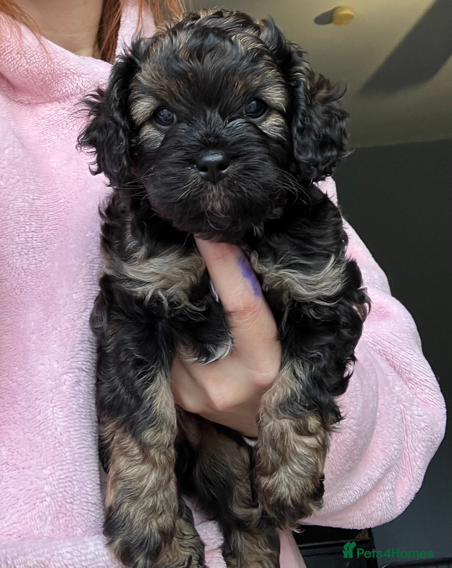 Cavapoo dogs Male Cavapoo from health tested parents  - Advert 1