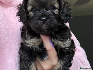 Cavapoo dogs Male Cavapoo from health tested parents - Advert 12