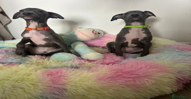 Italian Greyhound dogs - Advert 1