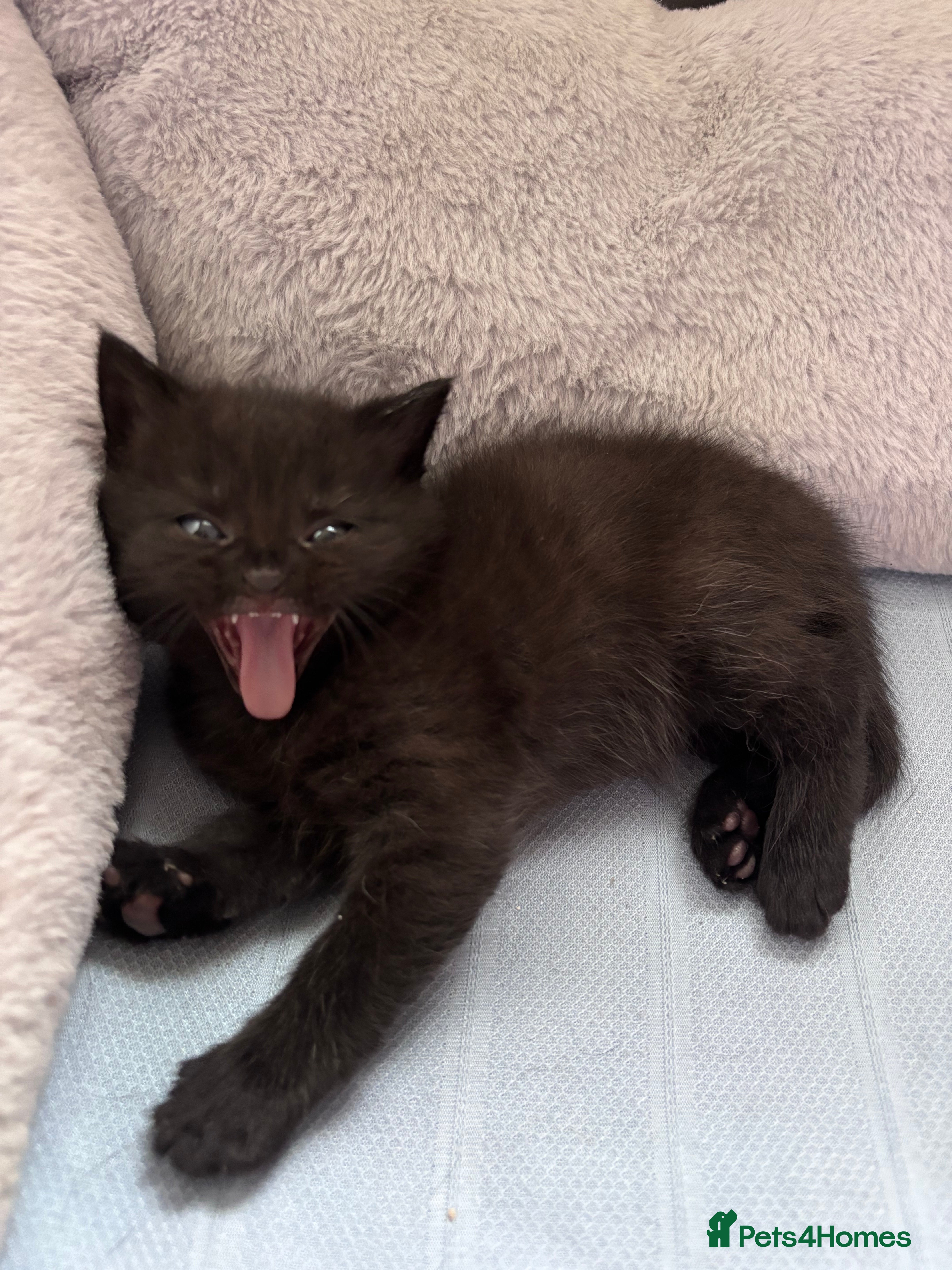 Mixed Breed cats Kittens beautiful Mainecoon cross ready now!🐈🐈 - Advert 2
