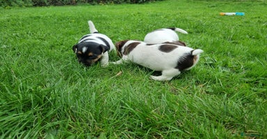 Jack Russell dogs - Advert 8