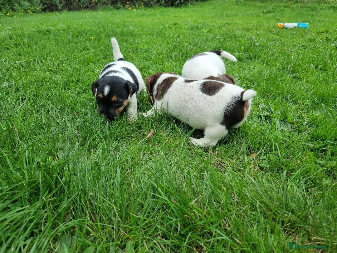 Jack Russell dogs for sale: Jack Russell pups  - Image 2