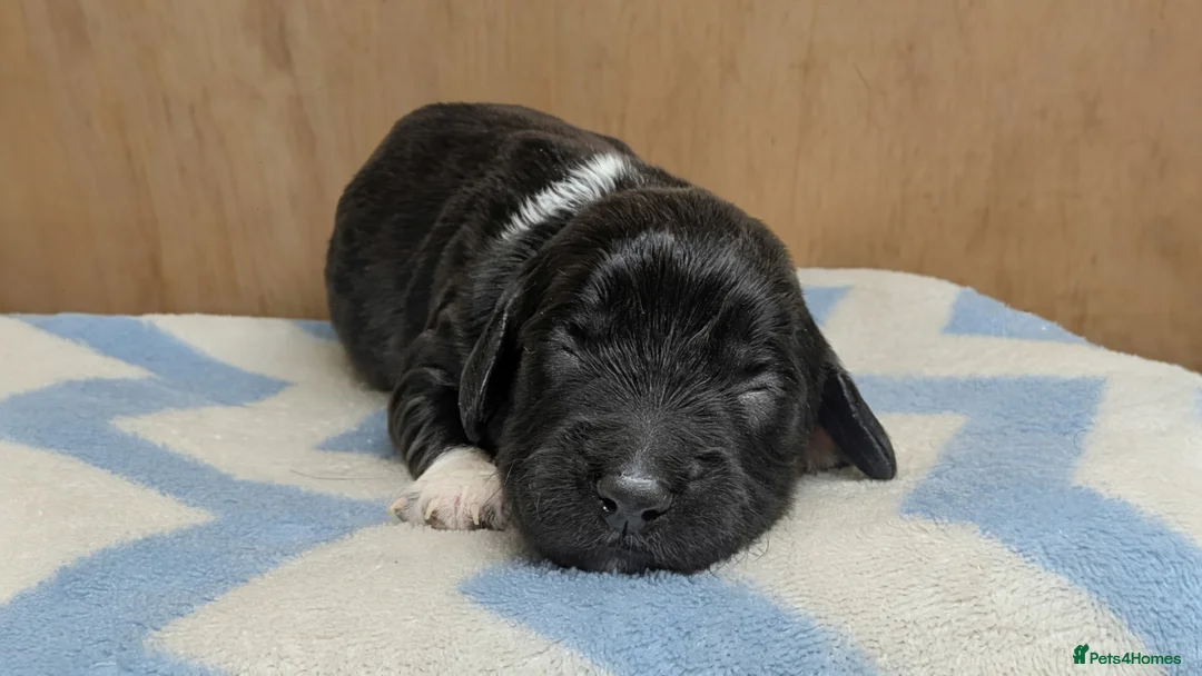 Sprocker dogs for sale: Gorgeous sprockers - Advert 2