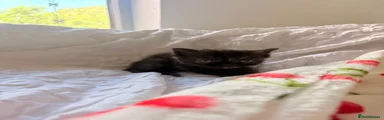 Persian Kitten 3