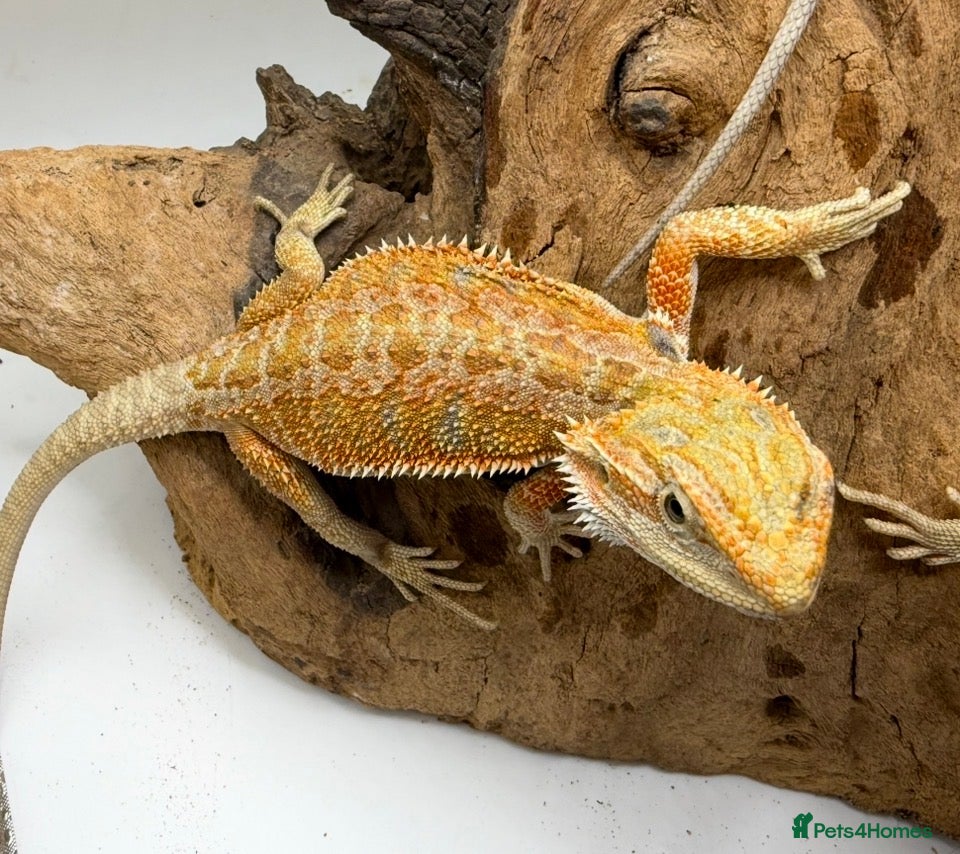 Bearded Dragon reptiles Hypo Het Trans Het Zero bearded dragons - Advert 2