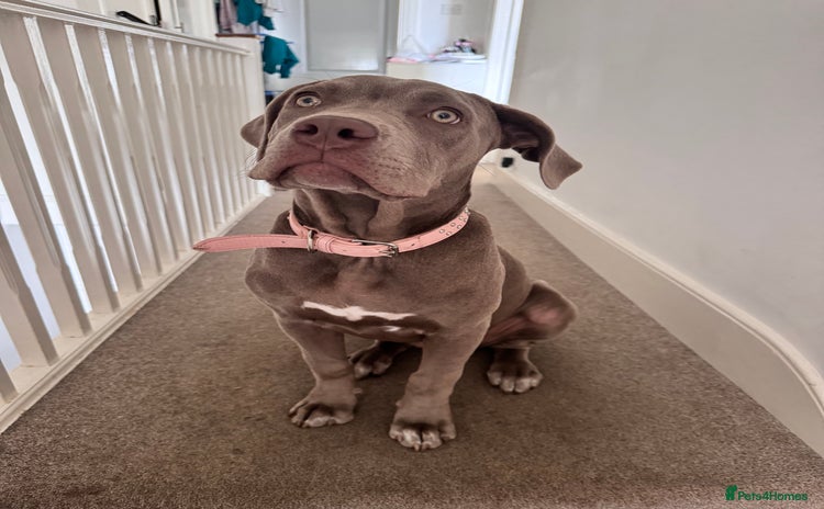 Mixed Breed dogs - Advert 1