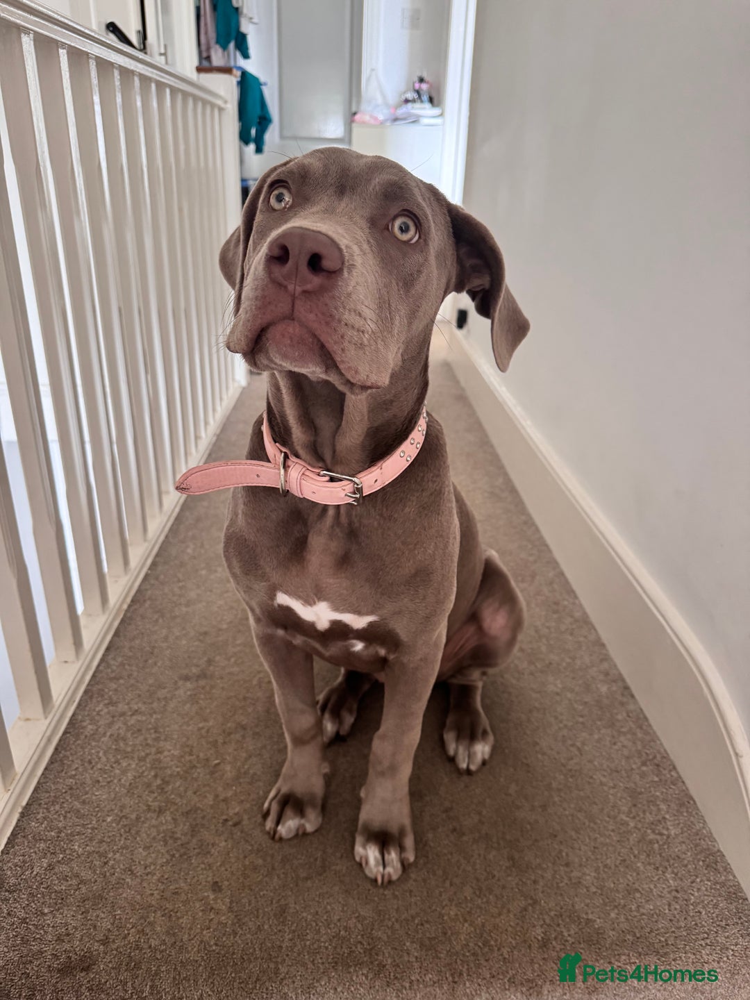 Mixed Breed dogs for sale: 10 month old female boerboel cross - Image 1