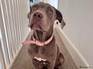 Mixed Breed dogs - Advert 4