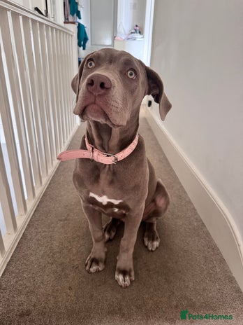 Mixed Breed dogs - Advert 1