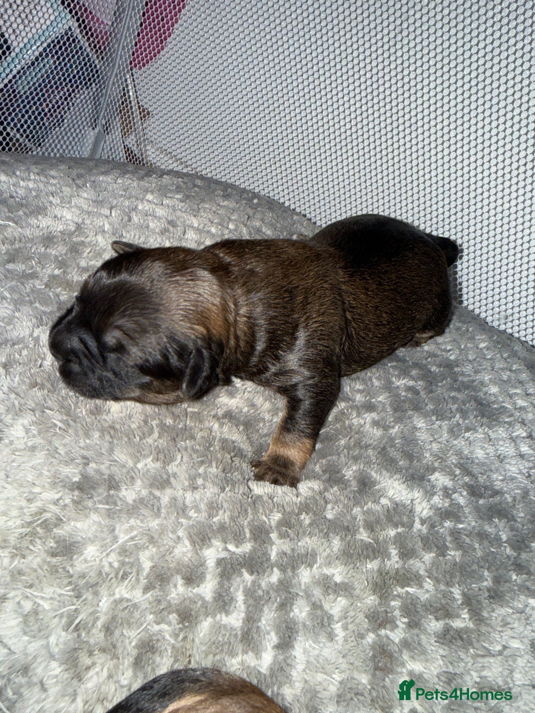 Mixed Breed dogs for sale: Shihpoo mix pups - Advert 3