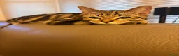 Mixed Breed cats for sale: Cute mixed tabby / bengal kittens  in Southend-on-Sea - Advert 3