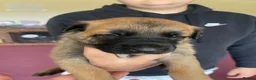 Belgian Shepherd Dog dogs for sale: Stunning Belgian Malinois puppies  - Advert 8
