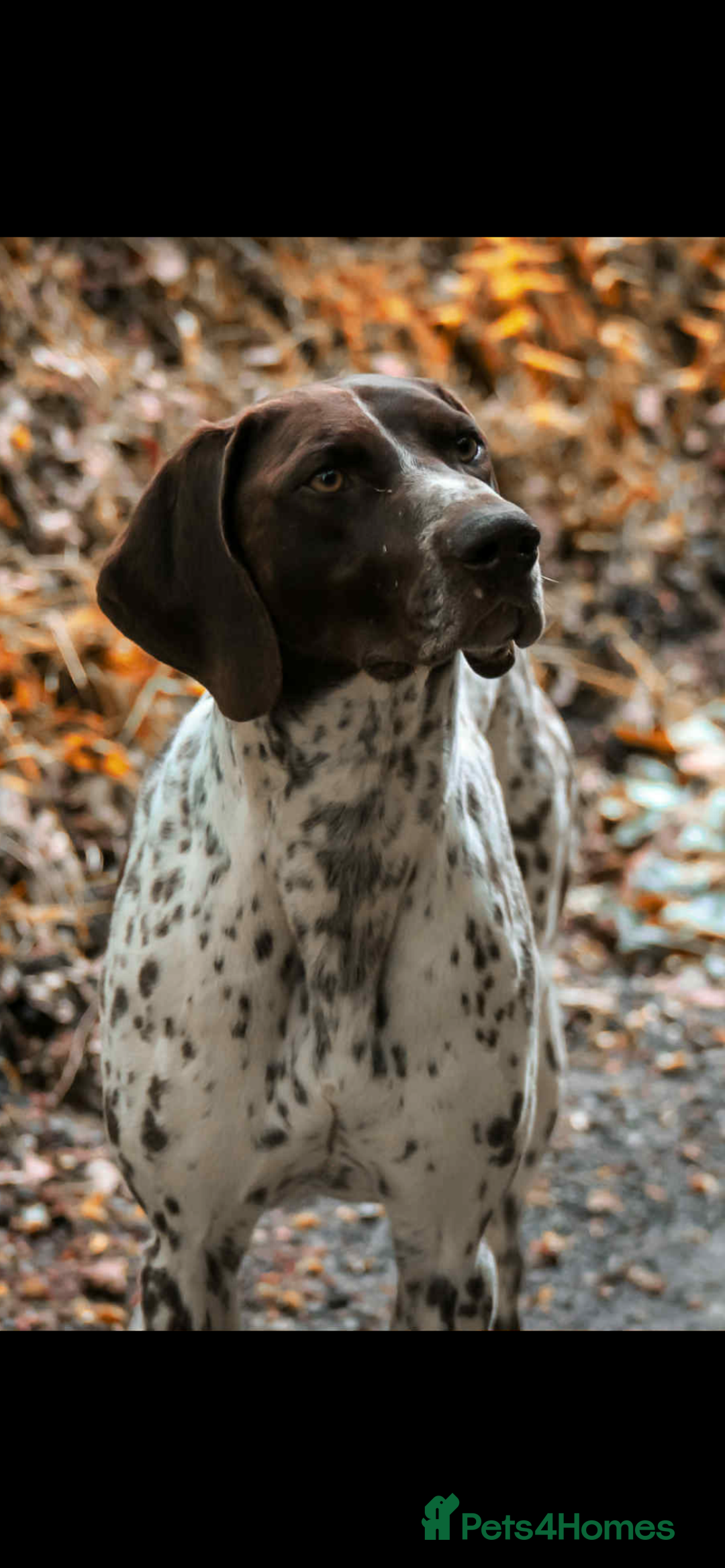 German Shorthaired Pointer dogs for sale: ⭐ 6 adorable German shorthaired pointer puppies ⭐️ - Advert 8