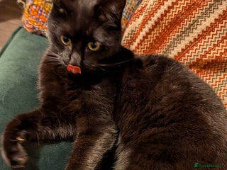 British Shorthair cats for sale - Advert 1