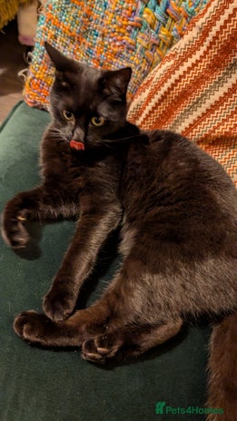 British Shorthair cats - Advert 3