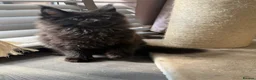Maine Coon cats for sale: Tica registered black smoked male Maine coon - Advert 26