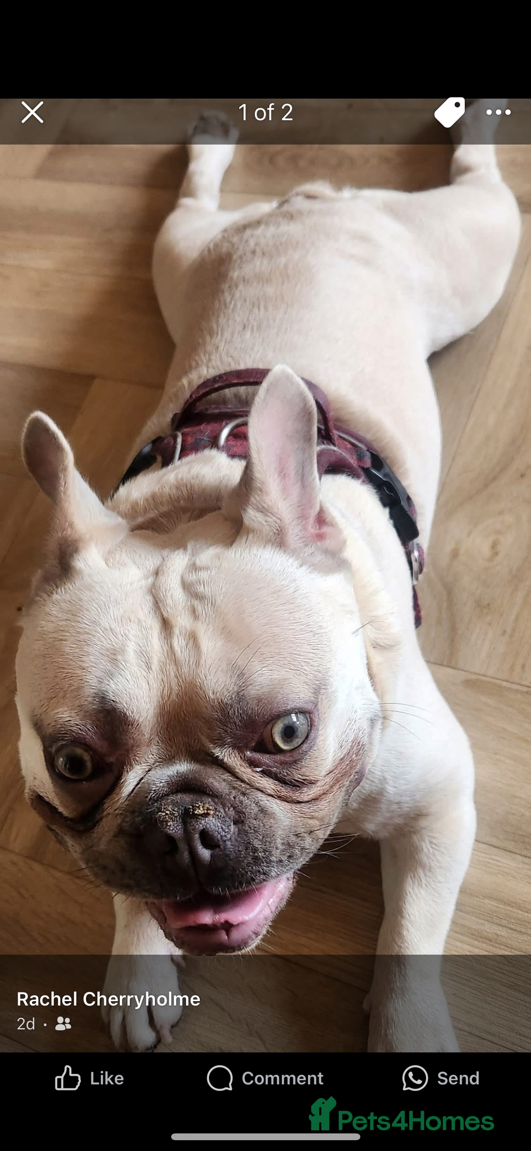 French Bulldog dogs for sale: Male French Bulldog - Image 2