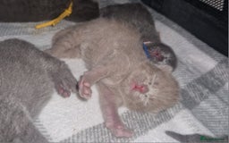 British Shorthair cats for sale:  Gccf British shorthair kittens champion lines 🏆 - Image 20