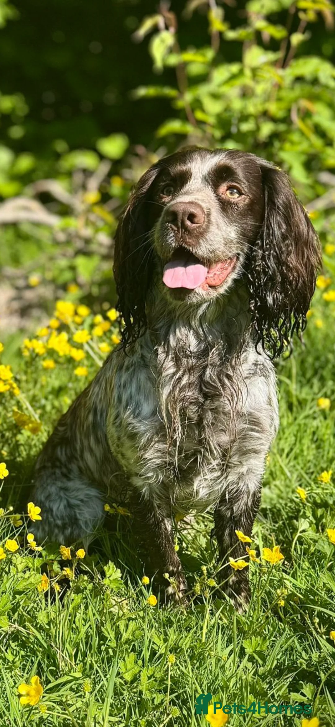 Sprocker dogs for sale: Beautiful litter of working Sprocker spaniels  in Crewe - Advert 11