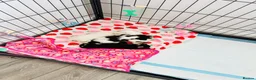 Miniature Schnauzer dogs for sale: 🐾 STUNNING KC REG MINIATURE SCHNAUZER 🐾 - Advert 2