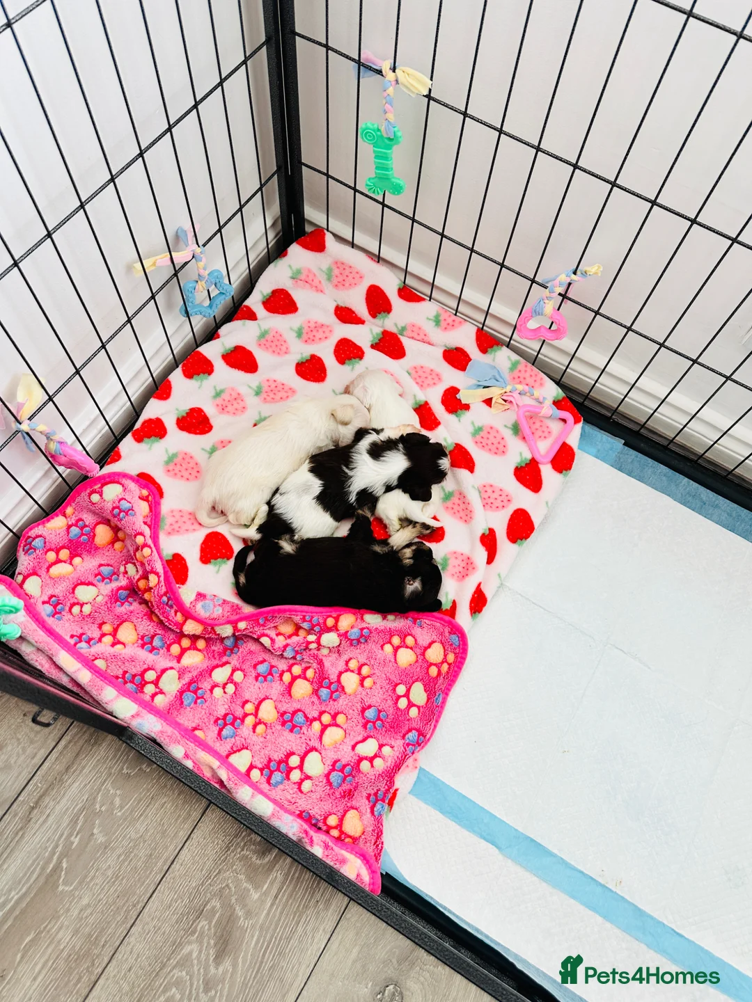 Miniature Schnauzer dogs for sale: 🐾 STUNNING KC REG MINIATURE SCHNAUZER 🐾 - Advert 2