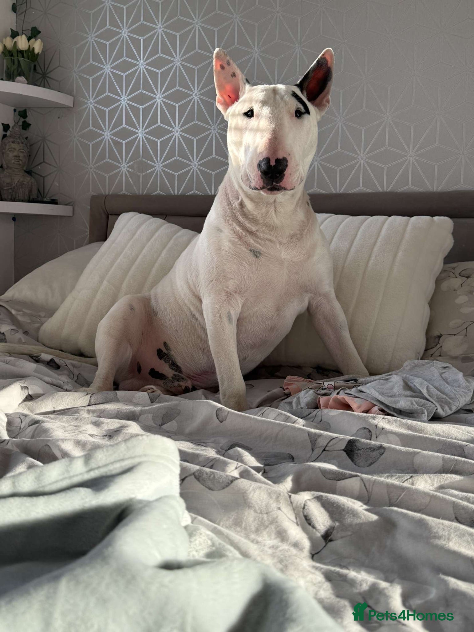 English Bull Terrier dogs english bull terrier  - Advert 4