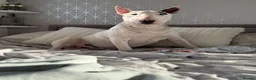 English Bull Terrier dogs for stud: english bull terrier  in Templecombe - Advert 1