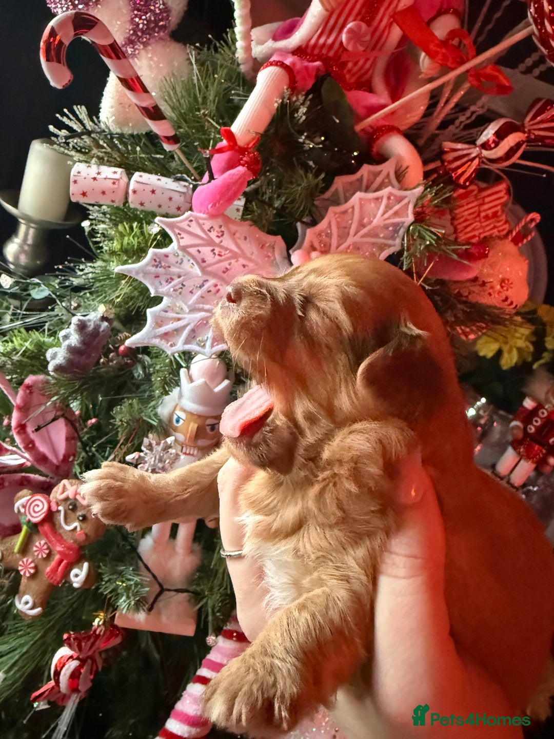 Mixed Breed dogs for sale: Beautiful pups for sale!  - Advert 36