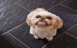 Shih Tzu dogs for sale: Shih Tzu  - Image 5