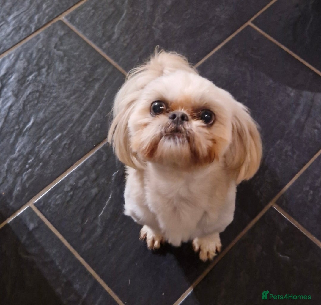 Shih Tzu dogs for sale: Shih Tzu  - Image 5