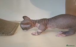 Dwelf cats for sale: STUNNING DWELF - Image 8