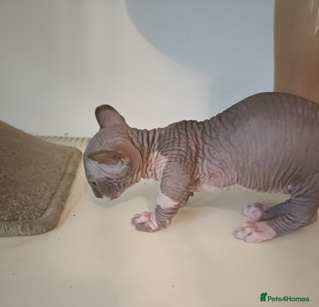 Dwelf cats for sale: STUNNING DWELF - Image 8