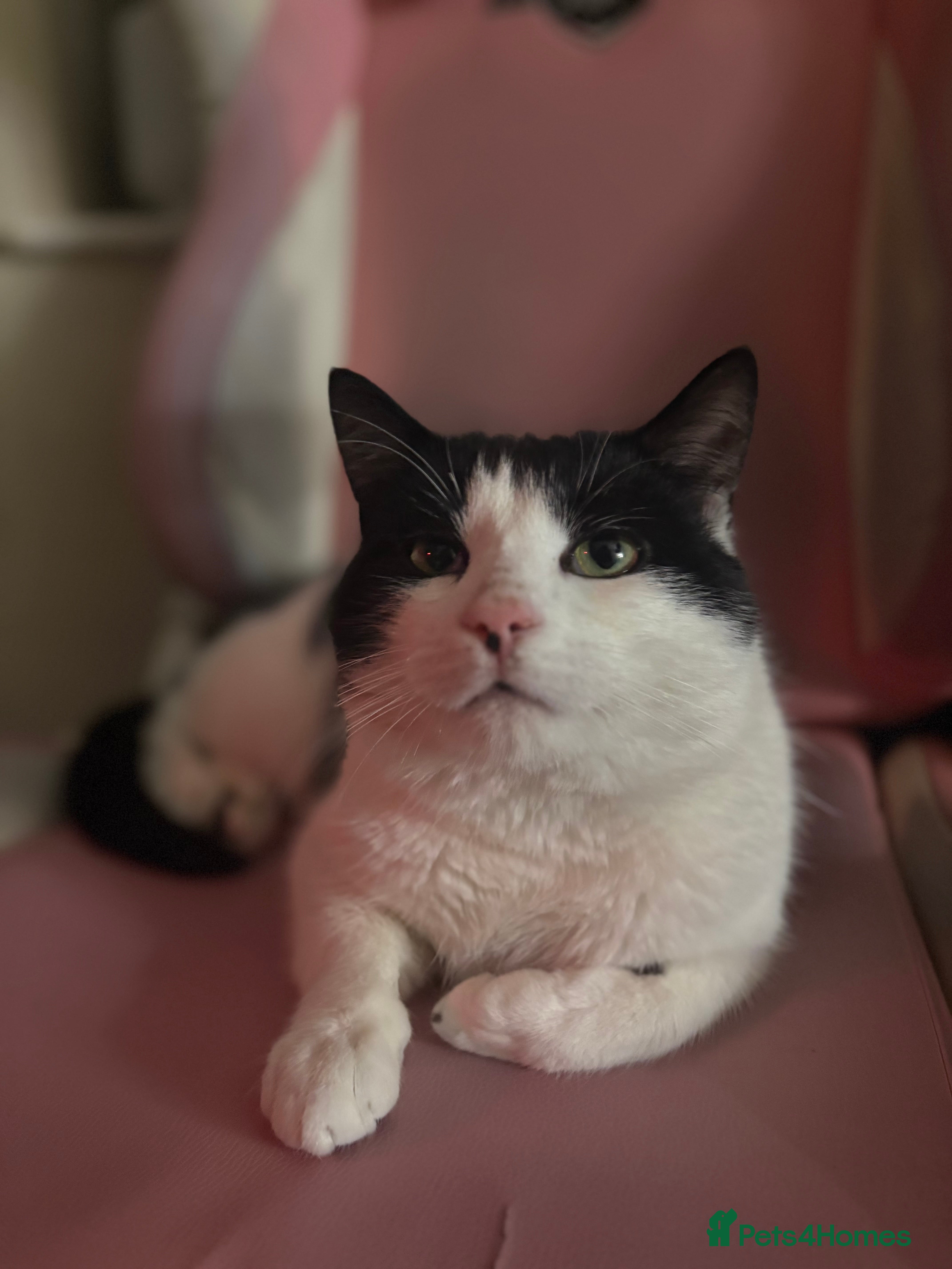 Domestic Shorthair cats Little boy needs rehoming  - Advert 13