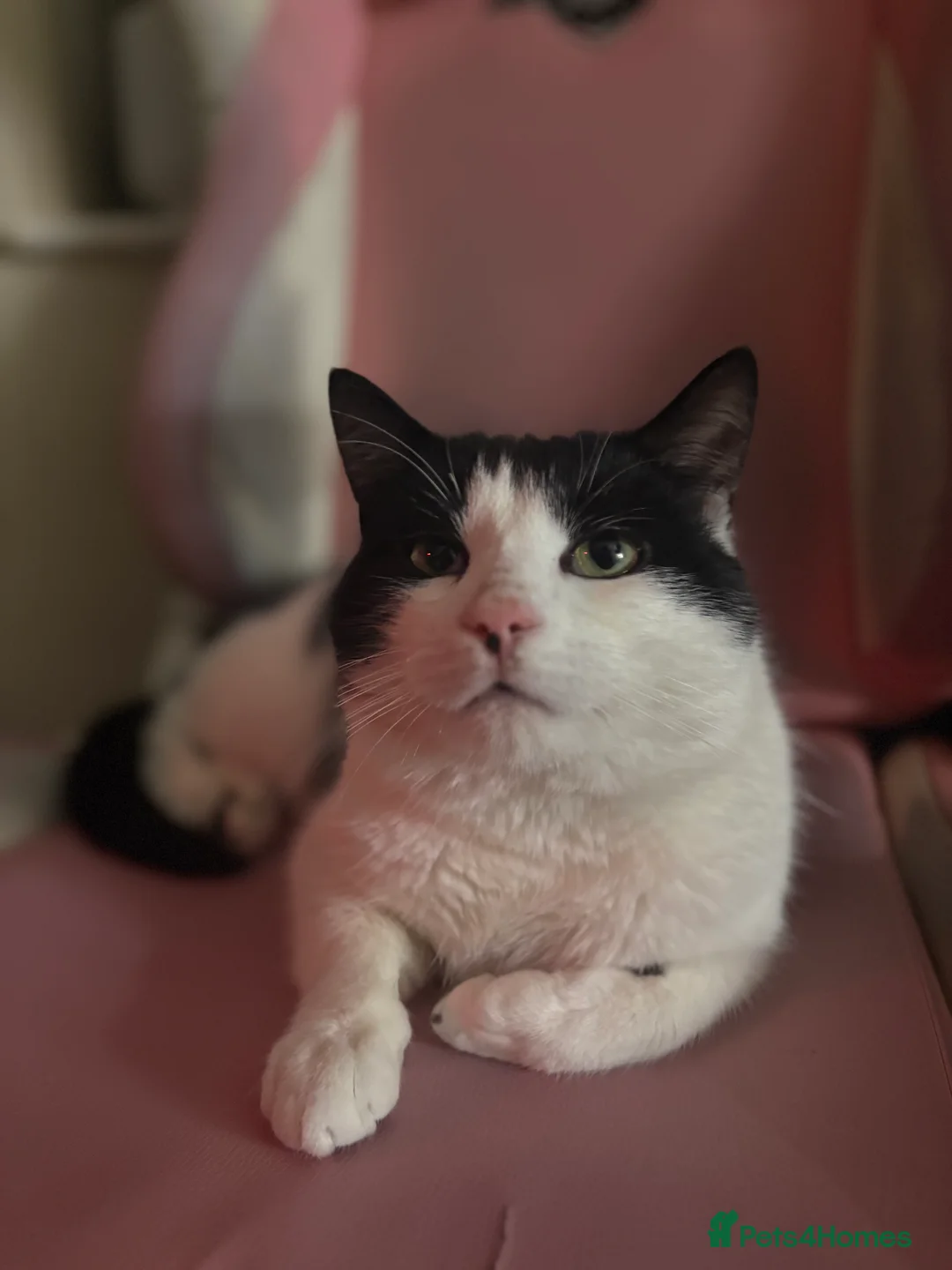 Domestic Shorthair cats for sale: Little boy needs rehoming  - Advert 1