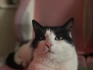 Domestic Shorthair cats Little boy needs rehoming - Advert 13