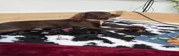 Sprocker dogs for sale: Beautiful sprocker puppies  in Redditch - Advert 6