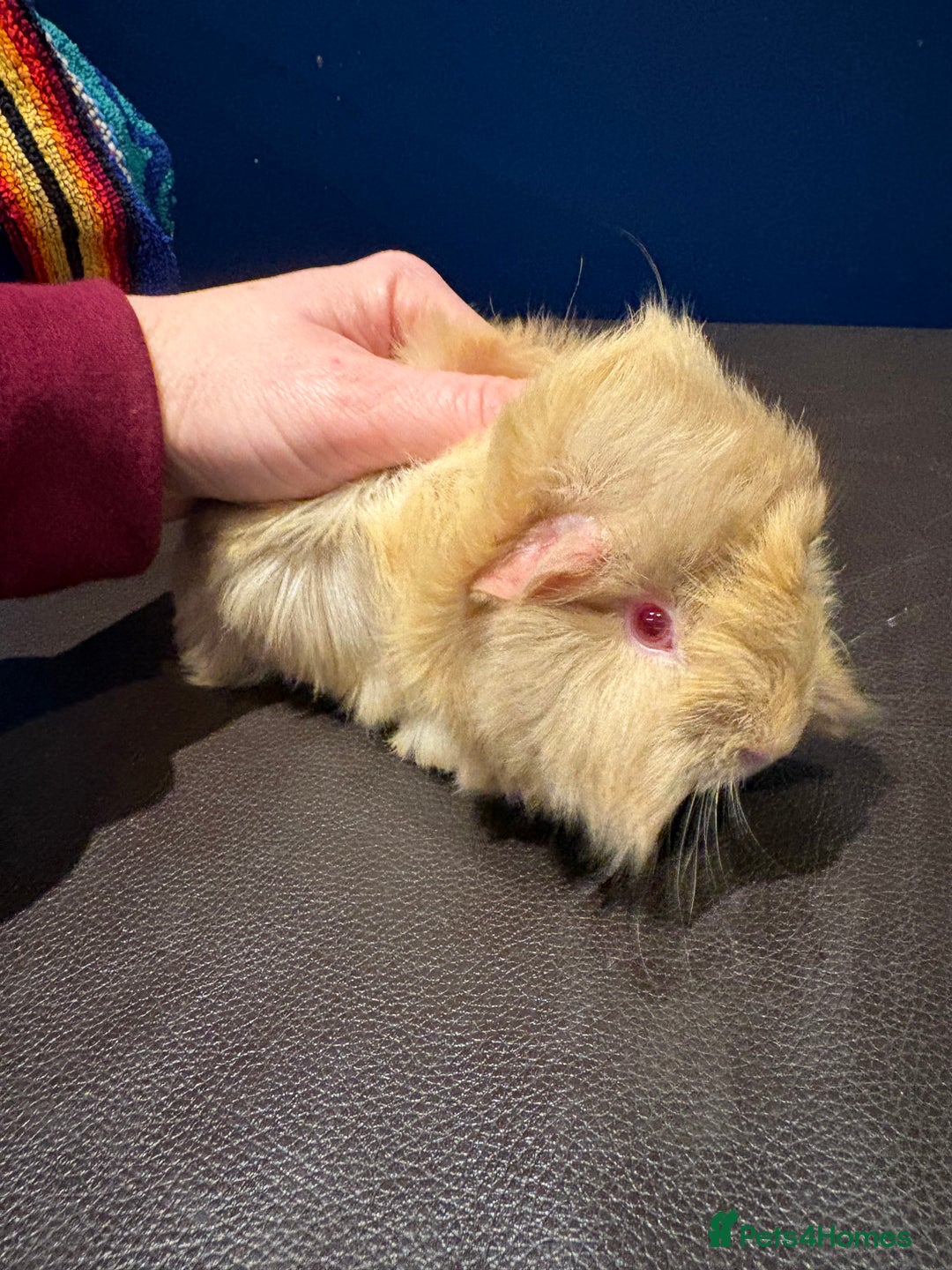 Guinea Pig rodents for sale: Baby Guineas  - Advert 10