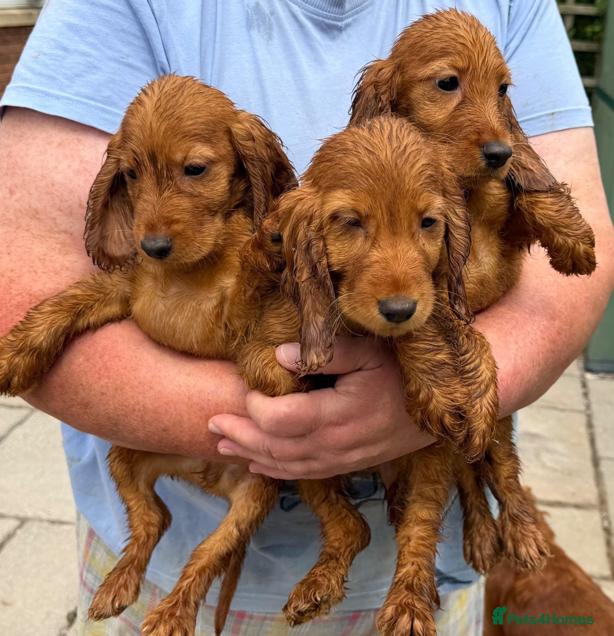 Cocker Spaniel dogs Gorgeous Golden Cockers - Advert 1