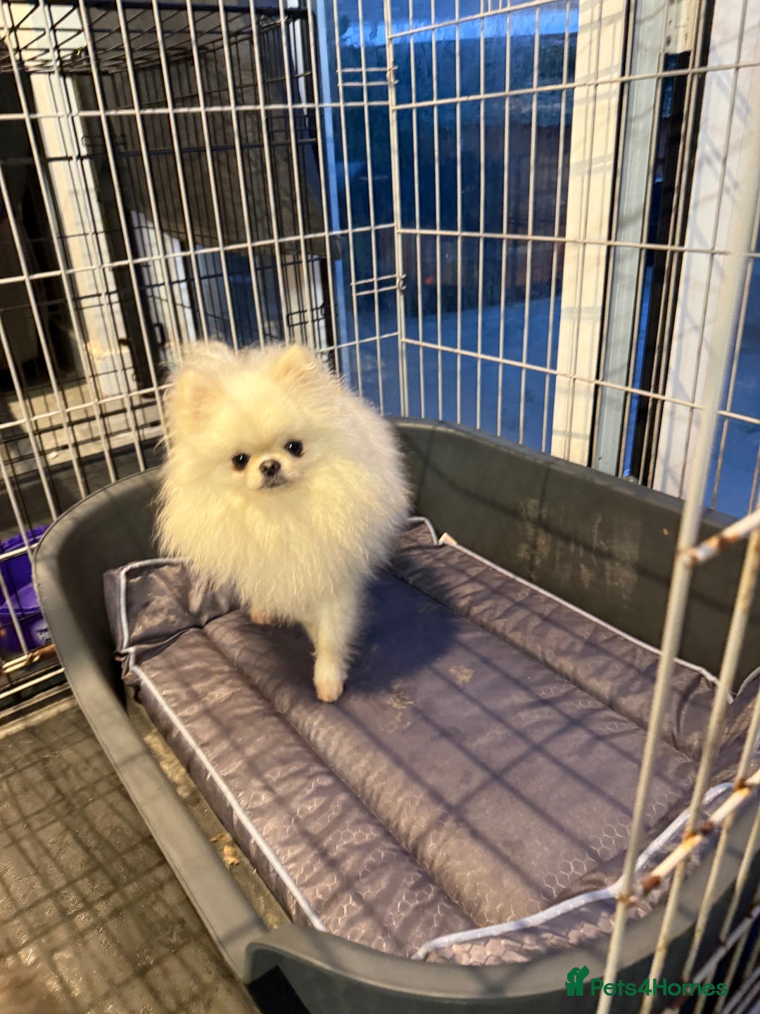 Pomeranian dogs for sale: ✨ Beautiful Pomeranian Puppies Available ✨ - Advert 2